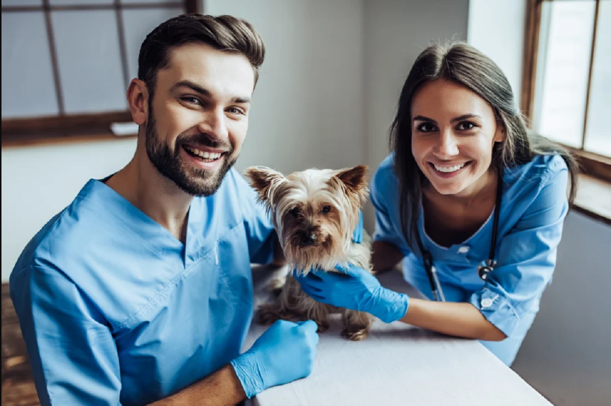 Escolhas de carreira para técnicos veterinários Escolhas de carreira para técnicos veterinários