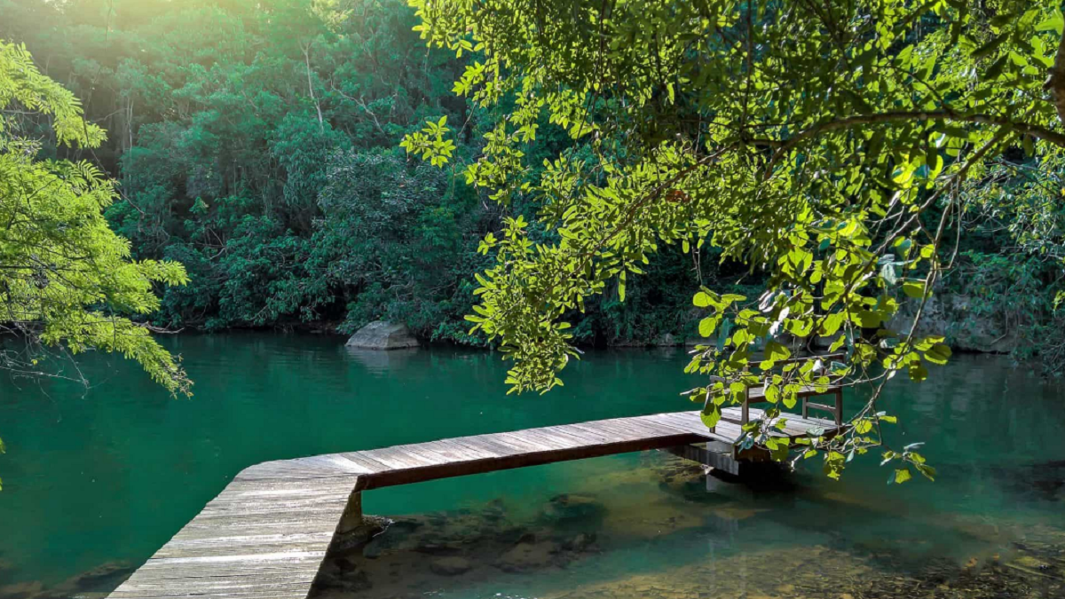 Horto Florestal