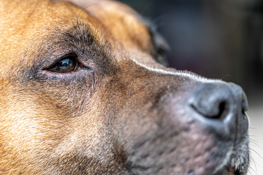 Cachorro com dor nos olhos