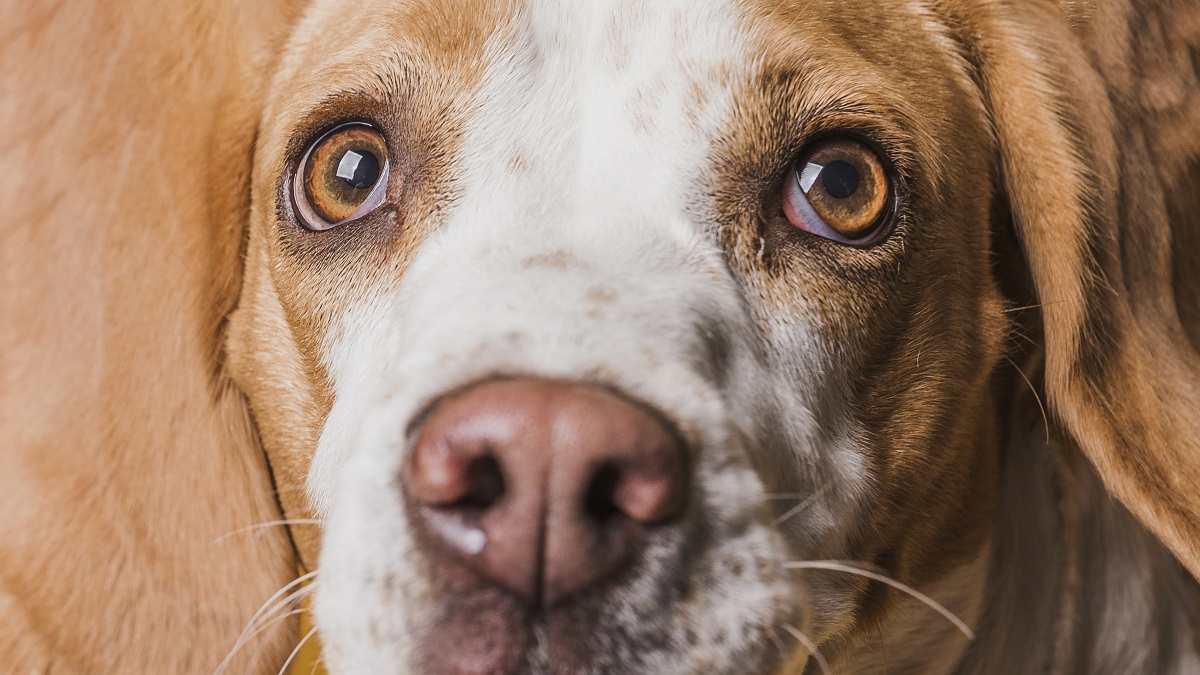 Cachorro com olho vermelho