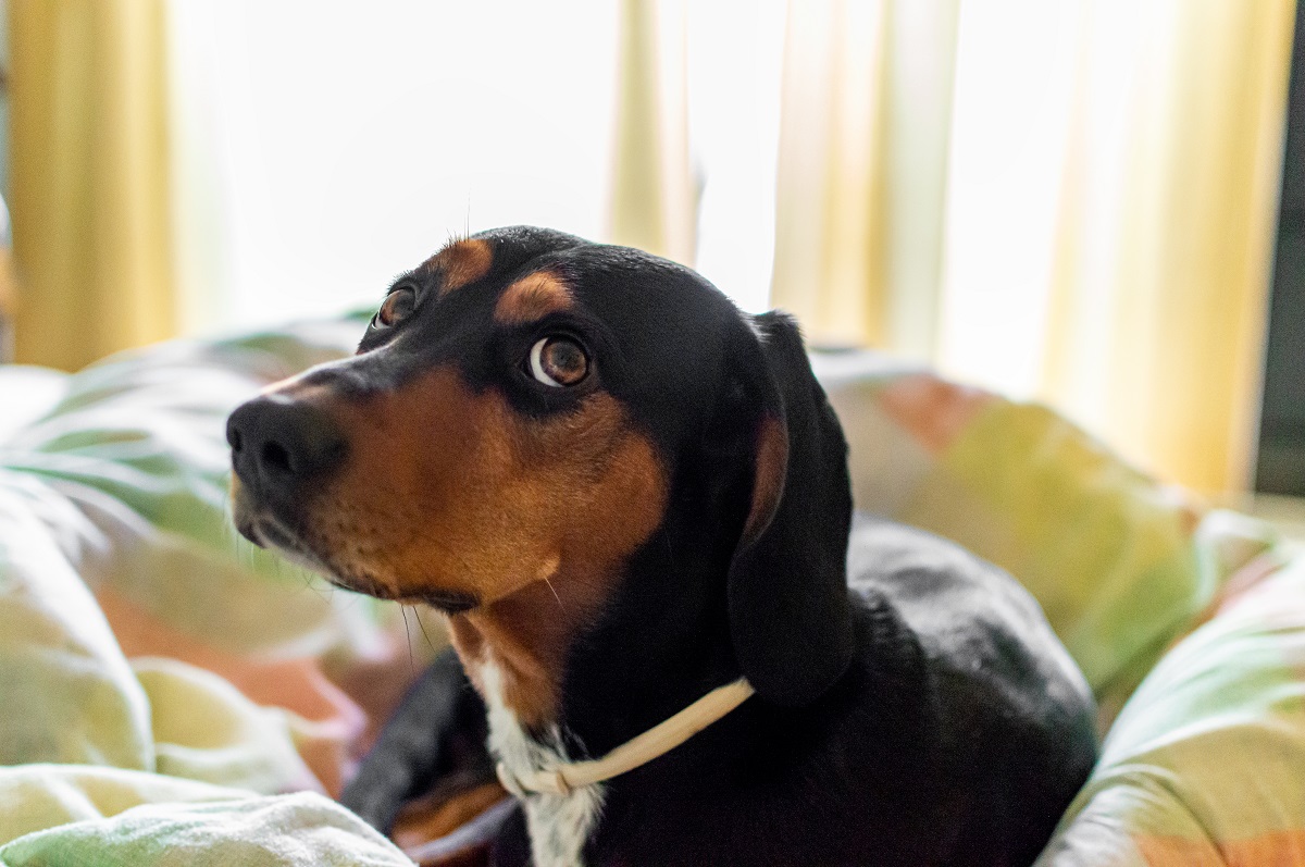 Cachorro com problemas no olho